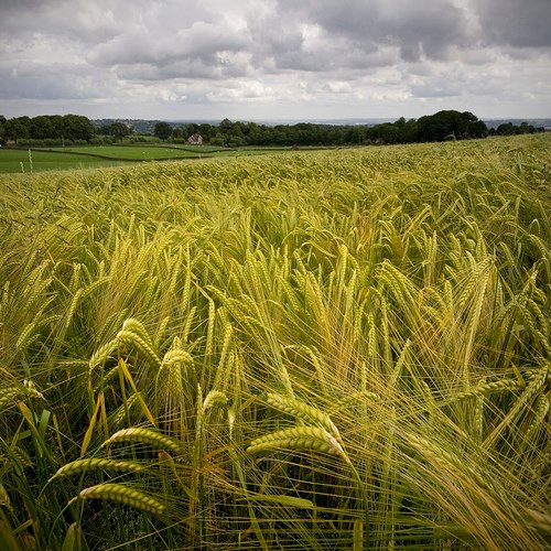 Great Grains for a Great Beer