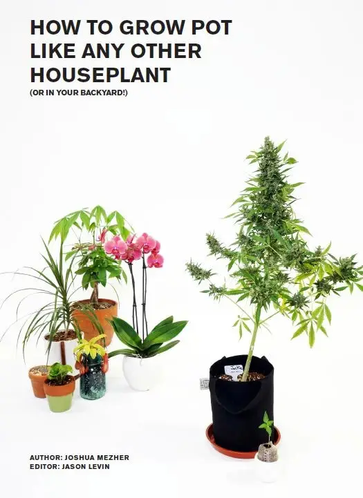 How To Grow Pot