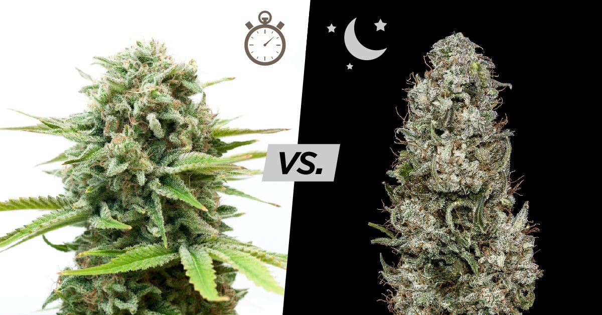 AutoFlower VS Photoperiod